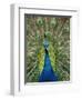 Peacock on Castle Grounds, Cardiff Castle, Wales-Cindy Miller Hopkins-Framed Premium Photographic Print