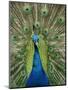 Peacock on Castle Grounds, Cardiff Castle, Wales-Cindy Miller Hopkins-Mounted Premium Photographic Print