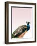 Peacock on Pink-Design Fabrikken-Framed Photographic Print