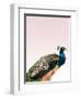 Peacock on Pink-Design Fabrikken-Framed Photographic Print