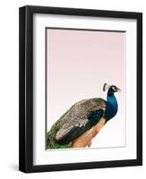 Peacock on Pink-Design Fabrikken-Framed Premium Photographic Print