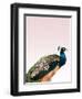 Peacock on Pink-Design Fabrikken-Framed Premium Photographic Print