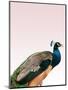 Peacock on Pink-Design Fabrikken-Mounted Premium Photographic Print