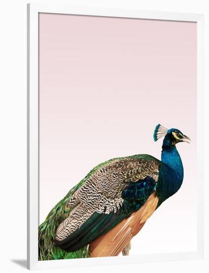 Peacock on Pink-Design Fabrikken-Framed Photographic Print