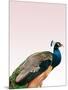 Peacock on Pink-Design Fabrikken-Mounted Photographic Print