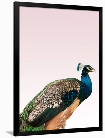Peacock on Pink-Design Fabrikken-Framed Photographic Print