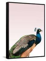 Peacock on Pink-Design Fabrikken-Framed Stretched Canvas