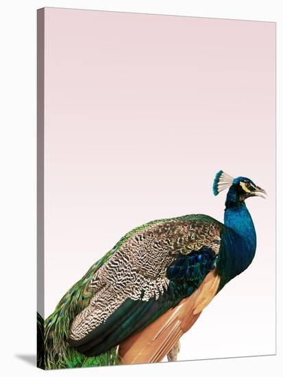 Peacock on Pink-Design Fabrikken-Stretched Canvas