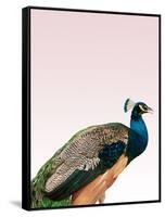 Peacock on Pink-Design Fabrikken-Framed Stretched Canvas
