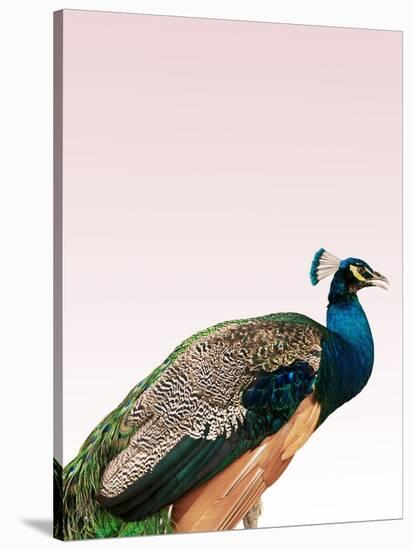 Peacock on Pink-Design Fabrikken-Stretched Canvas