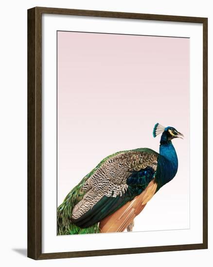 Peacock on Pink-Design Fabrikken-Framed Premium Photographic Print