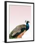 Peacock on Pink-Design Fabrikken-Framed Premium Photographic Print