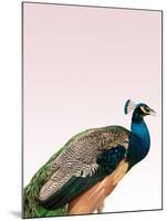 Peacock on Pink-Design Fabrikken-Mounted Premium Photographic Print