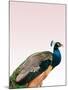 Peacock on Pink-Design Fabrikken-Mounted Premium Photographic Print