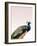 Peacock on Pink-Design Fabrikken-Framed Photographic Print