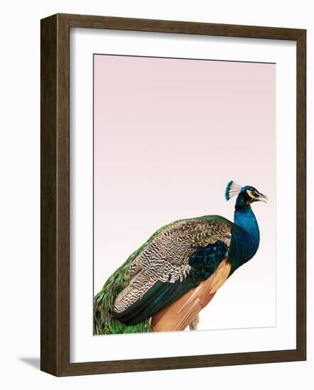 Peacock on Pink-Design Fabrikken-Framed Photographic Print