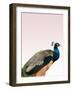 Peacock on Pink-Design Fabrikken-Framed Photographic Print