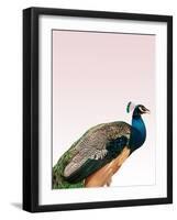 Peacock on Pink-Design Fabrikken-Framed Photographic Print
