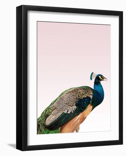 Peacock on Pink-Design Fabrikken-Framed Photographic Print