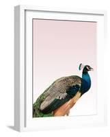 Peacock on Pink-Design Fabrikken-Framed Photographic Print