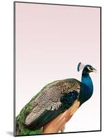 Peacock on Pink-Design Fabrikken-Mounted Photographic Print
