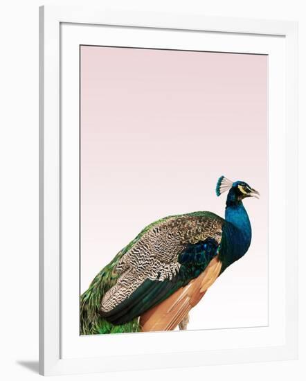 Peacock on Pink-Design Fabrikken-Framed Photographic Print