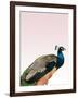 Peacock on Pink-Design Fabrikken-Framed Photographic Print