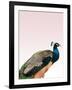 Peacock on Pink-Design Fabrikken-Framed Photographic Print