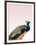 Peacock on Pink-Design Fabrikken-Framed Premium Photographic Print