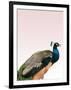 Peacock on Pink-Design Fabrikken-Framed Photographic Print