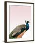 Peacock on Pink-Design Fabrikken-Framed Photographic Print