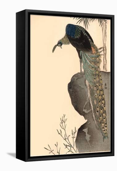 Peacock on Rock Outcropping-null-Framed Stretched Canvas