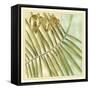 Peacock Palm VI-Jennifer Goldberger-Framed Stretched Canvas