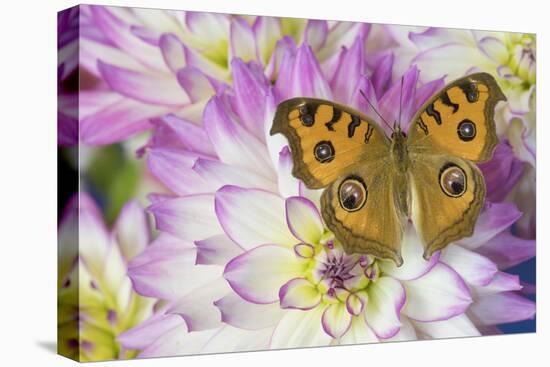 Peacock pansy, Junonia almana found in Southeast Asia, on pink and white Dahlia-Darrell Gulin-Stretched Canvas