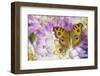 Peacock pansy, Junonia almana found in Southeast Asia, on pink and white Dahlia-Darrell Gulin-Framed Photographic Print