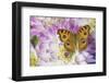 Peacock pansy, Junonia almana found in Southeast Asia, on pink and white Dahlia-Darrell Gulin-Framed Photographic Print