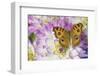 Peacock pansy, Junonia almana found in Southeast Asia, on pink and white Dahlia-Darrell Gulin-Framed Photographic Print