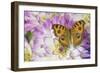 Peacock pansy, Junonia almana found in Southeast Asia, on pink and white Dahlia-Darrell Gulin-Framed Photographic Print