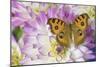 Peacock pansy, Junonia almana found in Southeast Asia, on pink and white Dahlia-Darrell Gulin-Mounted Photographic Print