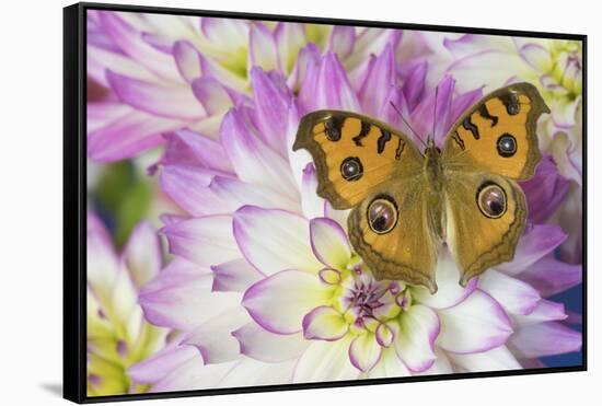 Peacock pansy, Junonia almana found in Southeast Asia, on pink and white Dahlia-Darrell Gulin-Framed Stretched Canvas