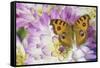 Peacock pansy, Junonia almana found in Southeast Asia, on pink and white Dahlia-Darrell Gulin-Framed Stretched Canvas