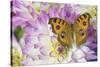 Peacock pansy, Junonia almana found in Southeast Asia, on pink and white Dahlia-Darrell Gulin-Stretched Canvas