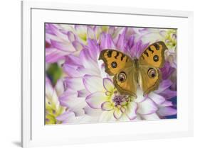 Peacock pansy, Junonia almana found in Southeast Asia, on pink and white Dahlia-Darrell Gulin-Framed Photographic Print