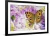 Peacock pansy, Junonia almana found in Southeast Asia, on pink and white Dahlia-Darrell Gulin-Framed Photographic Print