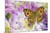 Peacock pansy, Junonia almana found in Southeast Asia, on pink and white Dahlia-Darrell Gulin-Mounted Photographic Print