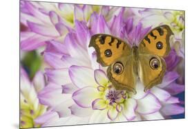 Peacock pansy, Junonia almana found in Southeast Asia, on pink and white Dahlia-Darrell Gulin-Mounted Photographic Print