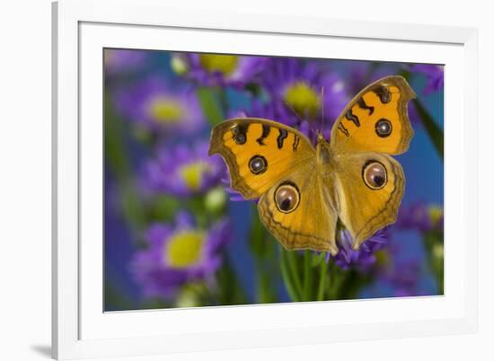 Peacock pansy, Junonia almana found in Southeast Asia resting on flowering Asters.-Darrell Gulin-Framed Photographic Print