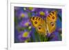 Peacock pansy, Junonia almana found in Southeast Asia resting on flowering Asters.-Darrell Gulin-Framed Photographic Print