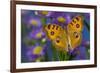 Peacock pansy, Junonia almana found in Southeast Asia resting on flowering Asters.-Darrell Gulin-Framed Photographic Print