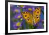 Peacock pansy, Junonia almana found in Southeast Asia resting on flowering Asters.-Darrell Gulin-Framed Photographic Print